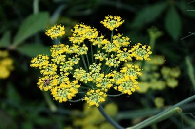 Fleur de fenouil