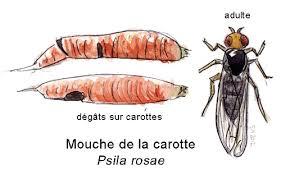 Image mouche de la carotte