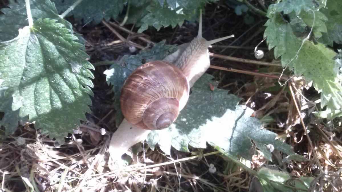 Petit visiteur dans nos jardins
