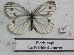 Photo piedride du navet